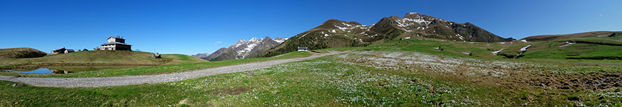 Primavera ai Piani dell'Avaro. Disciolta la neve, i pascoli sono invasi da distese di crocus