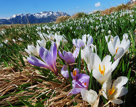 Ai Piani dell’Avaro ben fioriti di crocus – 2 maggio 2025 - FOTOGALLERY