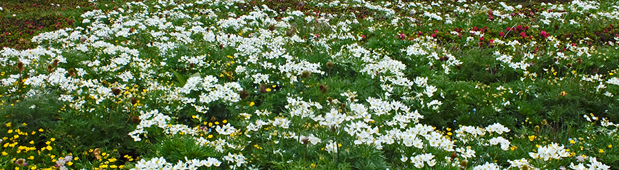 Il bianco degli anemoni narcissiflora, il giallo della pulsatilla alpina, il rosso dei rododendri