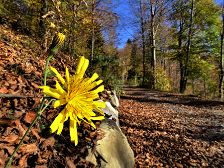 BAITA CAMPO splendente d’autunno- 27 ottobre 2022- FOTOGALLERY