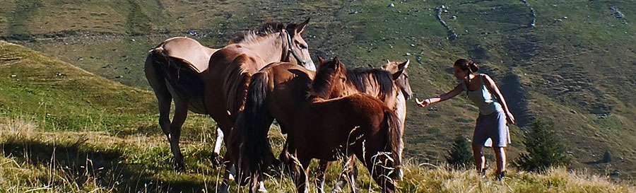 Incontro con cavalli alla Baita del Camoscio