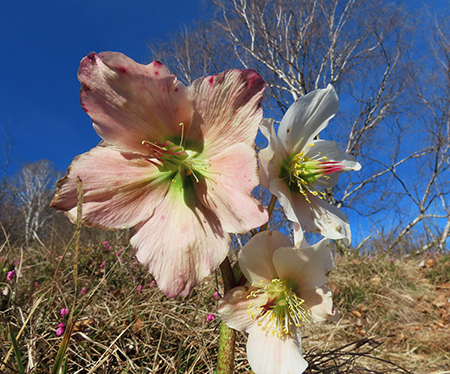 Alla Madonnina del Costone (1195 m) da Salmezza con tanti fiori-25mar24-FOTOGALLERY