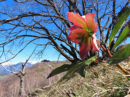 Alla Madonnina del Costone (1195 m) da Salmezza con tanti fiori-25mar24-FOTOGALLERY