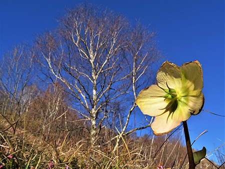 Alla Madonnina del Costone con Corna Bianca e con tanti fiori da Salmezza-3apr23 - FOTOGALLERY