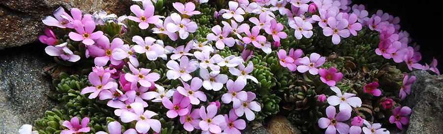 Cuscinetto di androsace alpina