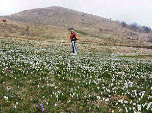 Splendida distesa di crocus in fiore ai Piani dell'Alben