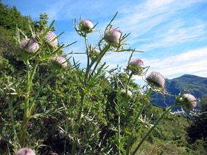 Fiordaliso rapontico di grandi dimensioni