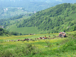 Mandria al pascolo sopra Quindicina