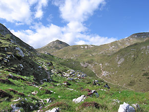 Estese fioriture di ginestrino nel bosco