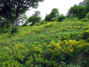 Estese fioriture di ginestrino