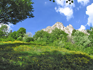 Estese fioriture di ginestrino nel bosco
