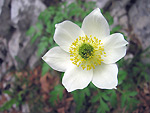 Pulsatilla alpina