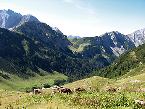 Mandria in localit兀聽 Baita del F馗趩p