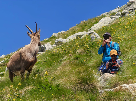 CORNO STELLA , panorami, monti, laghi, fiori, stambecchi-9lu25  - FOTOGALLERY