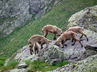 4° Pieroweb Amici Orobie Day - Il gruppo al LAGO ROTONDO (2246 m.), tre punte in cavalcata sul PIZZO TRONA (2510 m. ) - FOTOGALLERY