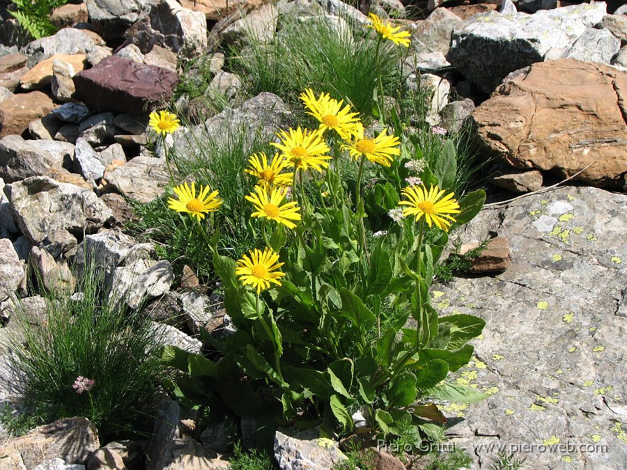 IMG_1019.JPG - Doronico a fiori grandi (Doronicum grandiflorum)
