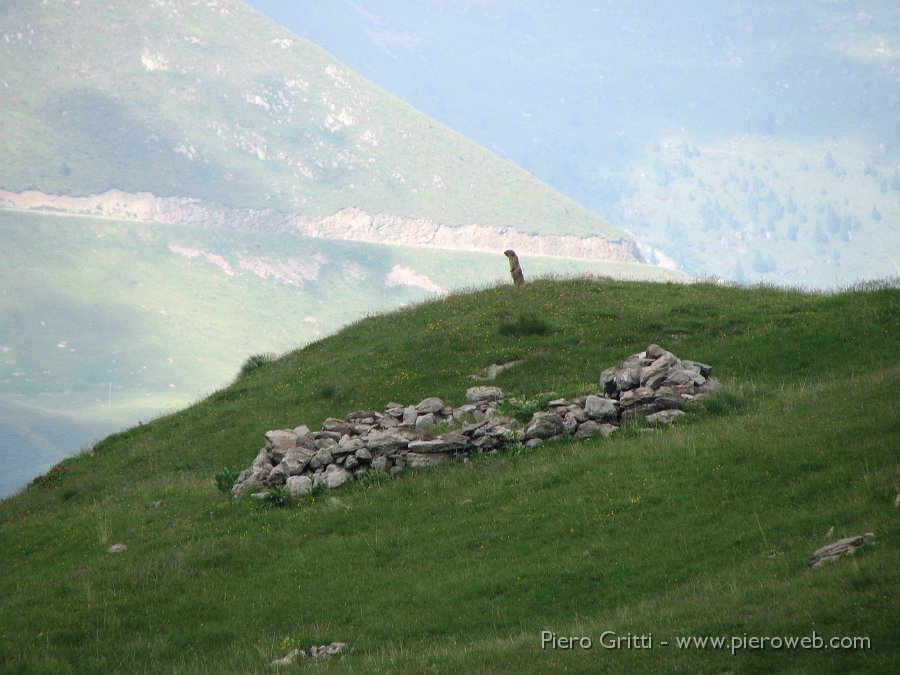 IMG_1194.JPG - Scendendo in Val Ponteranica...marmotta in sentinella