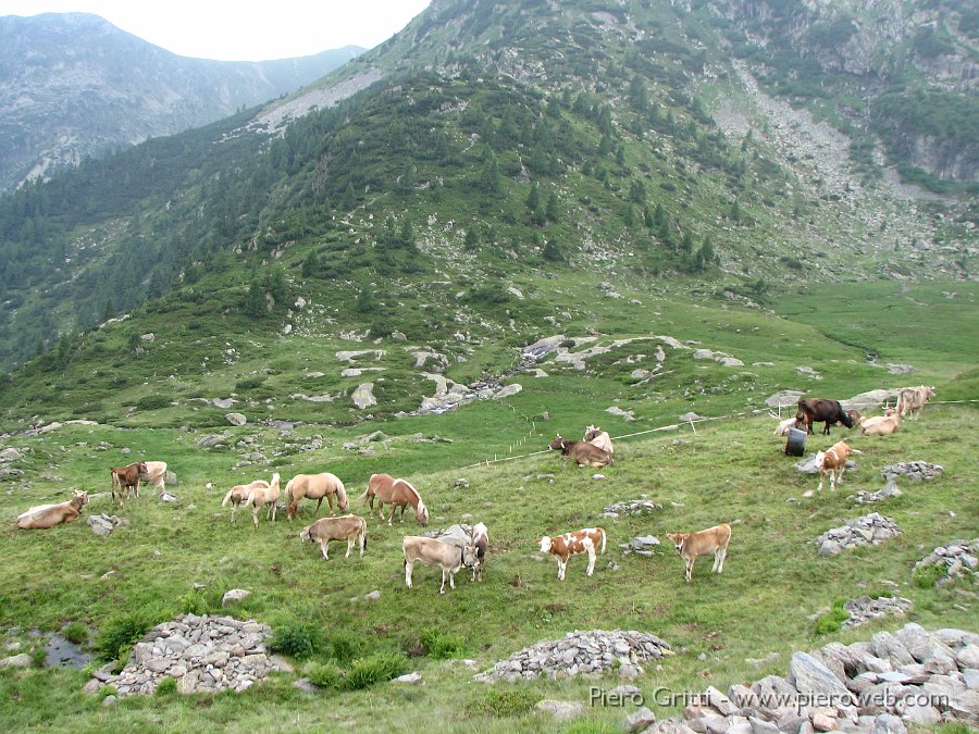 IMG_1205.JPG - Mandria al pascolo