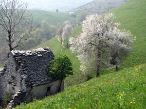 Tetti in piode, prati e ciliegi in fiore
