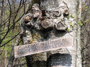 Il grande ultracentenario faggio