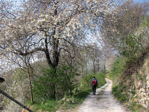 Lungo la strada agrosilvipastorale tar ciliegi in fiore