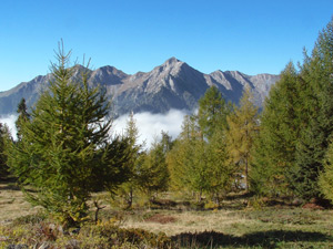 Abeti e larici accompagnano il nostro cammino