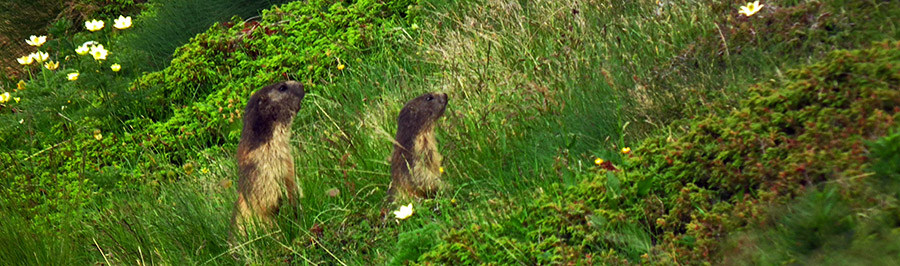 Marmotte in sentinella