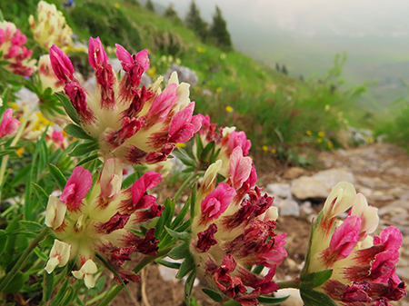 Al Rifugio Capanna 2000 da Alpe Arera ad anello-1GIUGNO25: splendide fioriture !- FOTOGALLERY