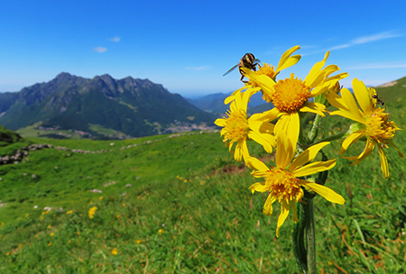 Al Rifugio Capanna 2000 da Alpe Arera ad anello-22giu24: splendide fioriture !- FOTOGALLERY