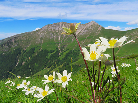Al Rifugio Capanna 2000 da Alpe Arera ad anello-22giu24: splendide fioriture !- FOTOGALLERY