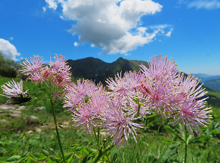 Al Rifugio Capanna 2000 da Alpe Arera ad anello-22giu24: splendide fioriture !- FOTOGALLERY