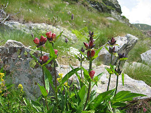 Genziana purpurea
