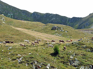 Mandrie in alpeggio sui pascoli dellla Val Carisole