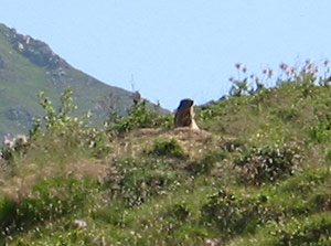 Una delle marmotte ormai di casa alla Baita Siltro