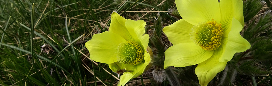 Pulsatilla alpina (pulsatilla sulfurea)