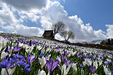 Spettacolo di crocus ai prati della Pigolotta di Valtorta il 26 aprile 2018 - FOTOGALLERY
