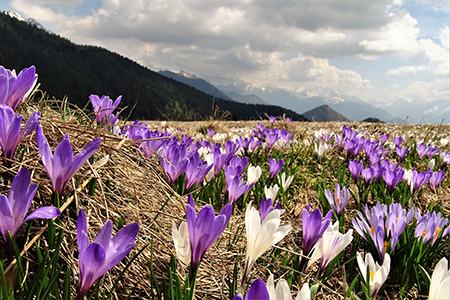 Spettacolo di crocus ai prati della Pigolotta di Valtorta il 26 aprile 2018 - FOTOGALLERY