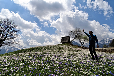 Spettacolo di crocus ai prati della Pigolotta di Valtorta il 26 aprile 2018 - FOTOGALLERY
