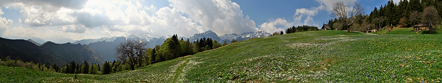 Spettacolo di distese di crocus in fiore ai prati della Pigolotta