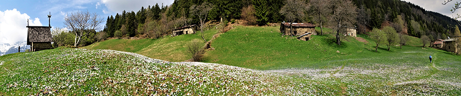 Spettacolo di distese di crocus in fiore ai prati della Pigolotta