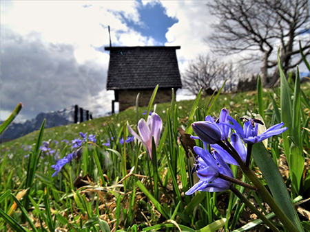 Spettacolo di fiori ai prati della Pigolotta di Valtorta - 8 aprile 2023  - FOTOGALLERY