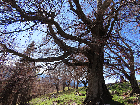 Ai faggi secolari del Menna dal Passo dell’orso ad anello da Zorzone – 27ott25   -  FOTOGALLERY