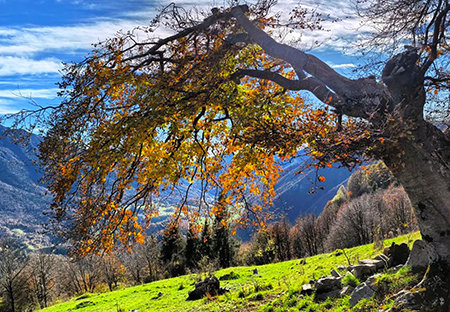 Ai faggi secolari del Menna dal Passo dell’orso ad anello da Zorzone – 27ott25   -  FOTOGALLERY