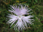 Garofano selvatico (Dianthus monospessolanum) ai Piani di Bobbio - foto Piero Gritti 26 luglio 07
