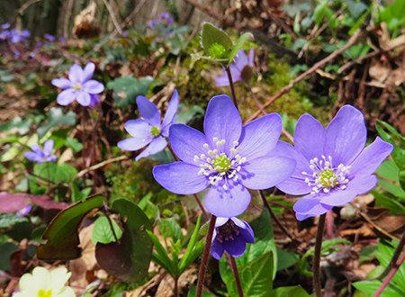 Festa di fiori sui sentieri per il Monte Ubione-6 marzo 2026-FOTOGALLERY