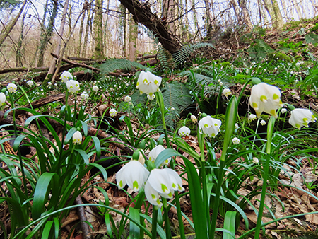 Festa di fiori sui sentieri per il Monte Ubione-6 marzo 2026-FOTOGALLERY