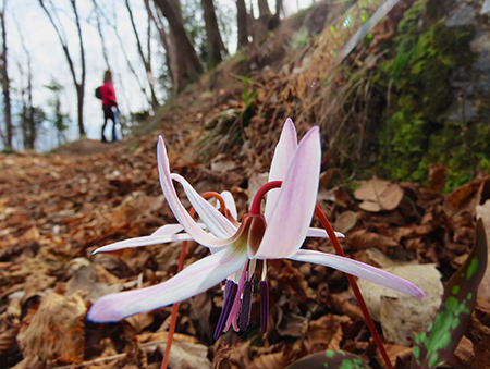 Festa di fiori sui sentieri per il Monte Ubione-6 marzo 2026-FOTOGALLERY
