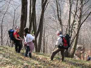Secolari altissimi faggi verso il fondovalle 