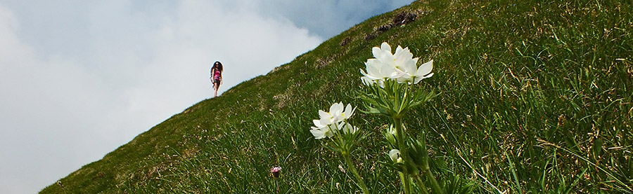 ...ecco l'anemone narcissino.