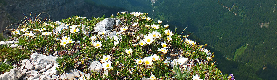 Fioriture di camedrio alpino